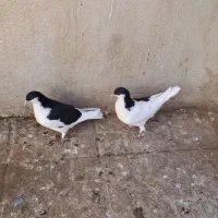 چپ سیاه جوجه|پرنده|اسفرورین, |دیوار