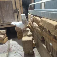 طوقی شازده نربشرط|پرنده|شیراز, طلاب|دیوار