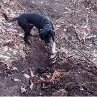 سگ گم شده مژدگانی میدم|حیوانات|کلاله, |دیوار