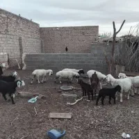 فروش فوری بز و گوسفند