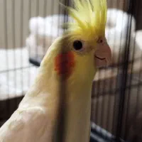 حراج شد فقط ۵۵ تومان