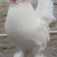 خروس نیمچه سلطان