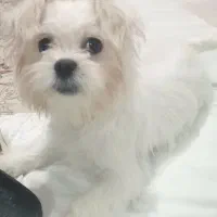 فروش استثنایی سگ نژاد دار و جذاب مالتیز