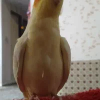 عروس هلندی گمشده