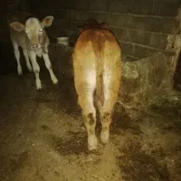 گاو گوساله نر لیموزین