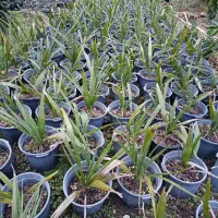 فتونیا ،پالم آبی|گل و گیاه طبیعی|چابکسر, |دیوار