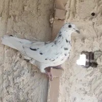 کبوتر|پرنده|مود, |دیوار