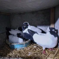 دو جفت کبوتر پرستویی جوجه برای فروش|پرنده|بابل, |دیوار