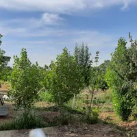 فروش زمین باغی ۲۱۵ متری در کریم‌آباد|فروش زمین و ملک کلنگی|تهران, کریم‌آباد|دیوار