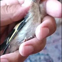 سهره رسمی و دورگ|پرنده|مشهد, رضاشهر|دیوار