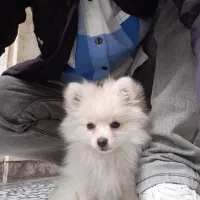 سلام . توله ماده نژاد پامر متولد در تهران