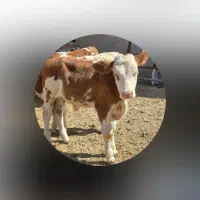 گوساله سمینتال