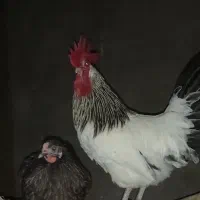 مرغ و خروس