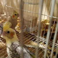 عروس هلندی حراج