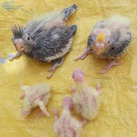 جوجه عروس آماده آموزش برای دستی شدن