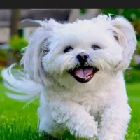 سگ پاکوتاه شیتزو