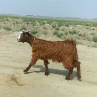 ۴ نر بزغاله پاکستانی کیفیت بالا شیرمست|حیوانات مزرعه|گنبد کاووس, |دیوار
