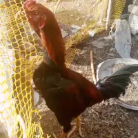 دوتا خروس لاری دانگ بالا