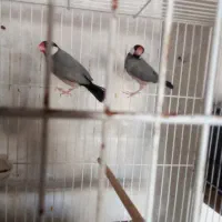 جفت نرگسی تازه جفت شده