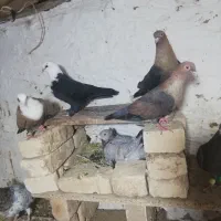 کبوتر