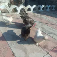 فروش مرغ ابریشمی|حیوانات مزرعه|سلماس, |دیوار