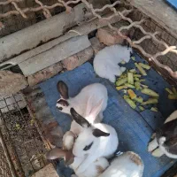 سفیدمشکی|موش و خرگوش|لوندویل, |دیوار