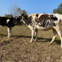 لیشه گاو شکم داردورگ سمینتال با گوساله اصیل