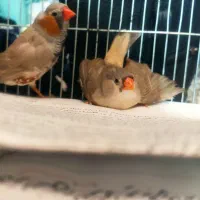 فنچ کینگ اورنج و لپ سیاه|پرنده|قزوین, |دیوار