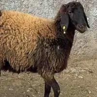 بره ماده افشار و شال