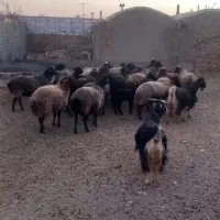 گوسفند برای خانه دار نگه داشتن۲۵ راس|حیوانات مزرعه|شاهنجرین, |دیوار