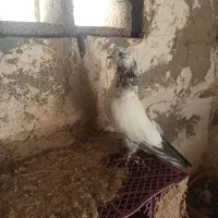 کبوتر|پرنده|ارزوئیه, |دیوار
