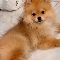 سگ پامرانین