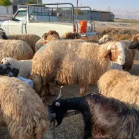 پیش و ور‌‌ک|حیوانات مزرعه|دره شهر, |دیوار