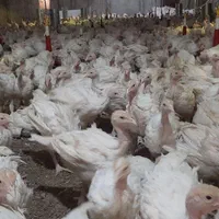 جوجه مرغ جهادی بوقلمون برنز بیوتی گوشتی (خواجه)|حیوانات مزرعه|زابل, |دیوار