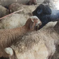 بره ۷ ماده 4 نر