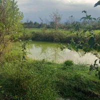 فروش فوری ویلایی با امتیاز پرورش ماهی و بومگردی|فروش خانه و ویلا|املش, |دیوار