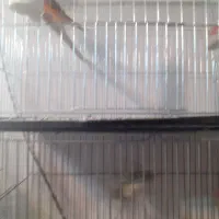 قناری وسره خاکی دونسته|پرنده|نجفآباد, صالح آباد|دیوار