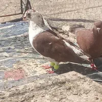 جفت کفتر