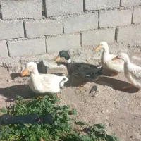 اردک نر وماده|حیوانات مزرعه|سیوان, |دیوار