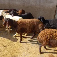 چند راس بره نر ماده هترو|حیوانات مزرعه|صائین قلعه, |دیوار