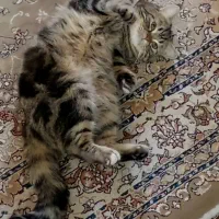 گربه میکس اسکاتیش پرشین|گربه|خوی, |دیوار