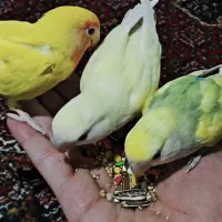 پرنده خانگی|پرنده|مریوان, |دیوار