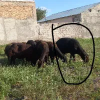 گوسفند قوچ