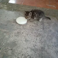 واگذاری رایگان بچه‌گربه