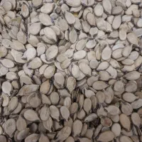 تخمه هندوانه و آفتابگردان وخاکشیر