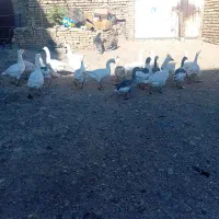 ۱۹ عددغاز جوان به شرط|حیوانات مزرعه|قزوین, |دیوار