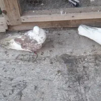 نر پشت گلی|حیوانات|قم, زنبیل آباد|دیوار