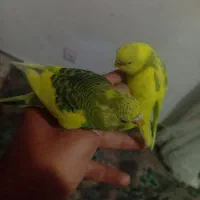 فروش 2 عدد مرغ عشق جنسیتش هنوز معلوم نیست قیمت 200|پرنده|مهدی شهر, |دیوار