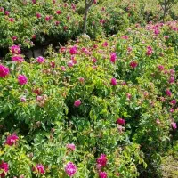 گل محمدی خوشبو معطر مخصوص گلاب و مربا