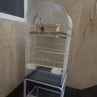 قفس